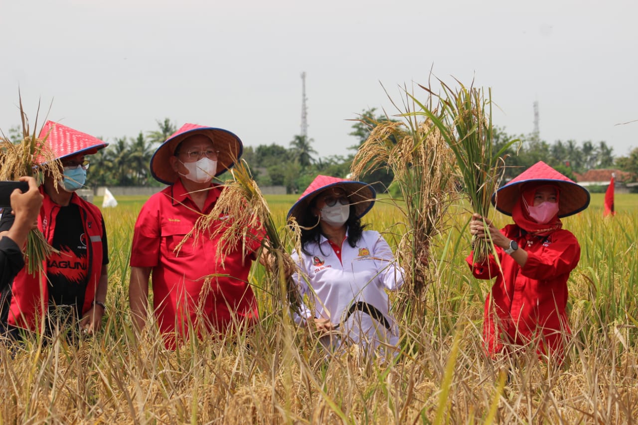 Panen Raya di Metro, PDIP Janji Sejahterakan Petani