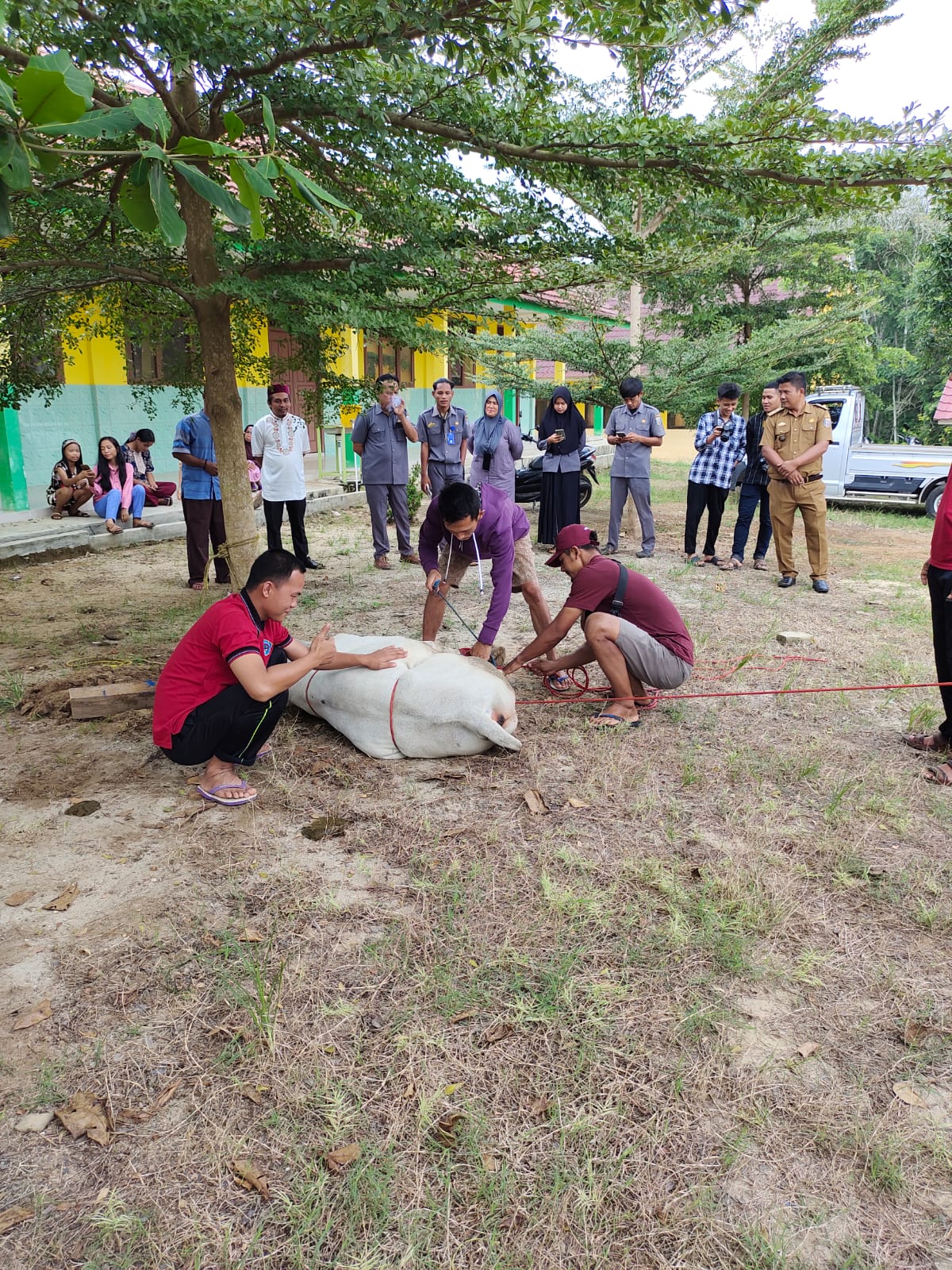 Pertamakali, di Waykanan Kepsek SMKN 01 Gunung Labuhan Berkurban di Sekolah