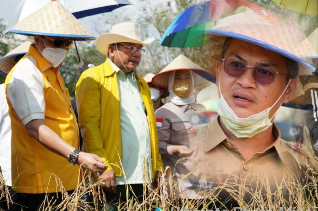 Sekda Novriwan Jaya Dampingi Kunker Komisi IV DPR-RI Di Rice Estate Lahan Kering Padi Gogo Tubaba