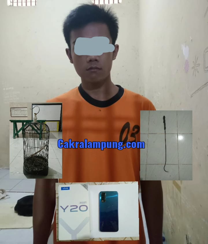 Tekab 308 Polsek Rumbia Berhasil Amankan Pelaku Pencurian Burung Murai Batu dan Handphone