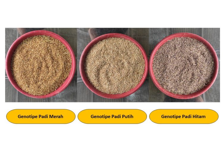 Mahasiswa Pascasarjana Ketahanan Pangan Polinela Buktikan Kualitas Gabah Genotipe Padi Hitam, Padi Merah, Dan Padi Putih Hasil Budidaya Secara Organik Lebih Baik Dari Non Organik