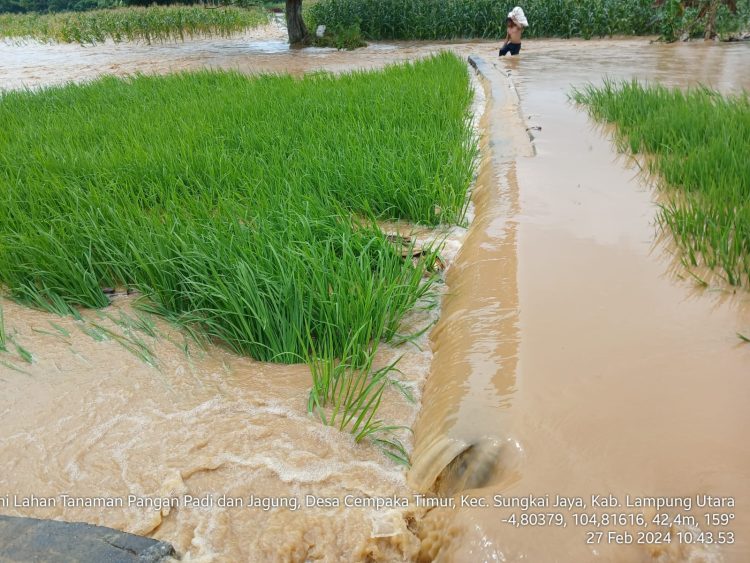 Hujan Deras, Sawah dan Kebun Jagung di Lampung Utara Terendam Banjir