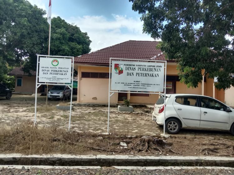 Jelang Idul Adha, Kasus Sapi Ngorok di Lampung Utara Nihil