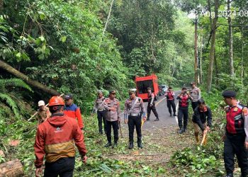 Jalur Liwa Krui Sempat Macat Akibat Pohon Tumbang, Polres Lambar Berlakukan Bukak Tutup