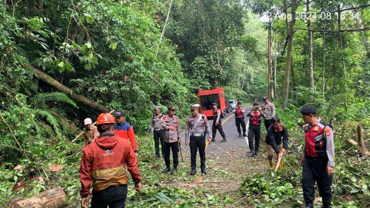 Jalur Liwa Krui Sempat Macat Akibat Pohon Tumbang, Polres Lambar Berlakukan Bukak Tutup