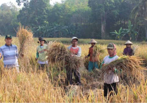 Supriyanto Panen Padi Bersama Petani, Dapat Dukungan untuk Pilkada Pesawaran