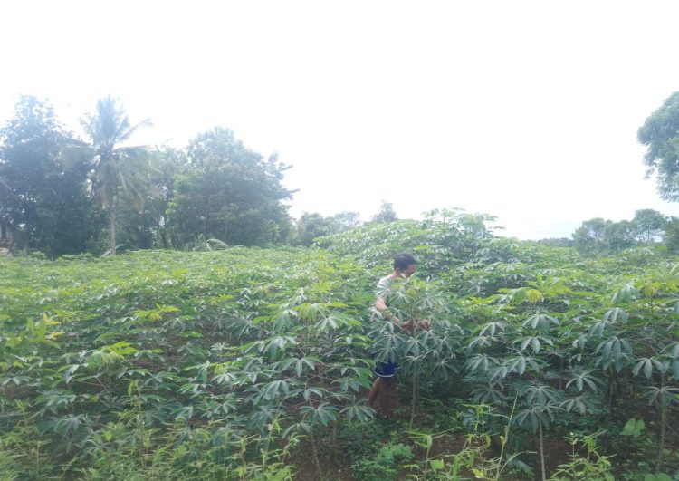 Harga Naik, Petani Singkong di Lampung Utara Riang