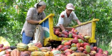 Harga Kakao di Pesawaran Tembus Rp180 Ribu Per Kilogram