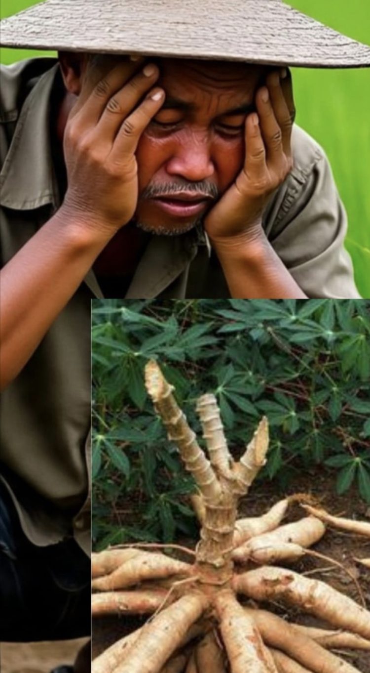 Petani Singkong “Merana”, Permintaan Tapioka Lesu Picu Harga Singkong Anjlok