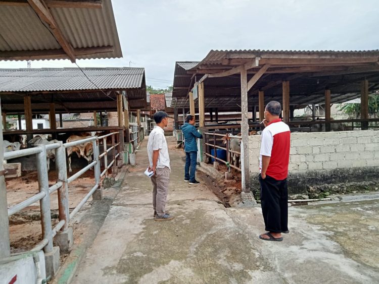 Dosen Polinela Kembangkan Sistem Informasi Akuntansi Pada Koperasi Peternakan Sapi