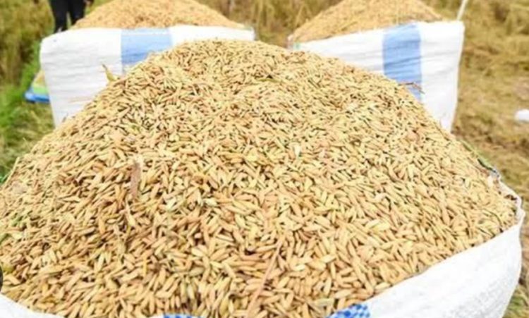 Pemprov Lampung Cegah Pengiriman Gabah ke Luar Daerah untuk Memperkuat Nilai Tambah Pangan