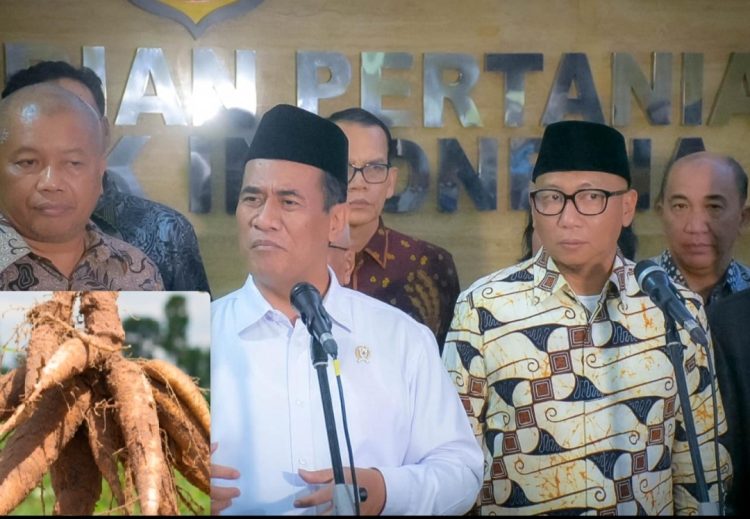 Pemerintah Resmi Perketat Impor Etanol dan Singkong, Harga Singkong Bisa Terdongkrak Naik