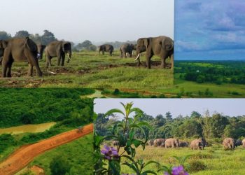 Presiden Dan Pemprov Lampung Siapkan Solusi Kongkrit Ciptakan Rasa Aman Warga Dan Kelestarian Alam TNWK