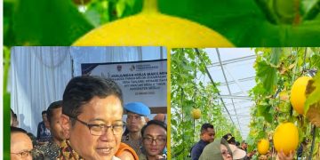 Panen Raya Melon Mesuji, Wamentrans Dorong Produk Kawasan Transmigrasi Tembus Pasar Global