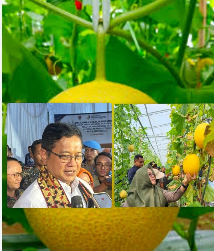 Panen Raya Melon Mesuji, Wamentrans Dorong Produk Kawasan Transmigrasi Tembus Pasar Global